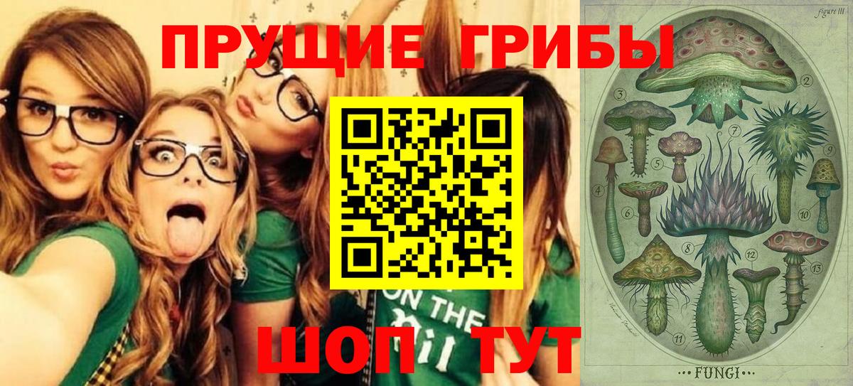 Псилоцибиновые грибы Psilocybine cubensis Северск